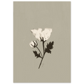 La fleur blanche, affiche illustrée d'Émilie J. Ouellet – visuel 6